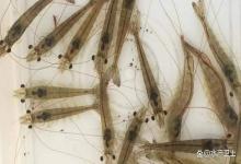 水产养殖中冬季需要补肥吗？用啥肥水最快？怎么用磷酸二氢钾更好？