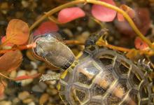 寒冬养龟全攻略！室温25℃龟宝还挨饿吗？加温喂食关键点一次说清