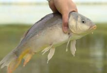 冬季野钓新手入门指南：掌握“三精”法则，零下也能连竿！