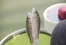 冬天鱼不开口？这6个细节决定渔获，鲫鱼连杆到手软！