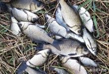 冬季钓鲫鱼，调漂满足3个小，吃口多小都能中鱼