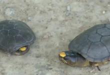 谁说养龟一定要大空间？这十种“长不大”的龟，成年才10厘米