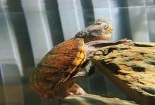 为什么有人痴迷掌心蛋龟，有人却独宠半米鳄龟？