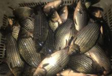 冬季夜钓鲫鱼秘籍：温差决定水深，解锁爆护密码！