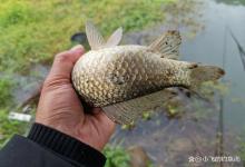 冬季钓鱼，劝你放弃大水面，那些不起眼的小河沟恰恰藏着惊喜