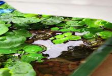 “水质越干净，乌龟死越快？”颠覆认知的养龟野性法则，看完我砸了过滤