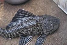 钓鱼佬宁愿饿着也不吃！这5种鱼，白送都没人要！