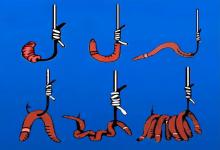 蚯蚓挂钩终极秘籍：老钓手的2招必杀技，轻松应对各种鱼情！