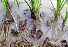 小龙虾养殖怎么合理使用化肥肥水？小龙虾养殖塘肥水要怎么做？