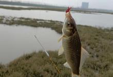 实测：换对鱼钩后，我的冬钓鲫鱼渔获量暴涨300%！