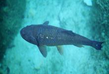 冬季野钓不空军！抓住这三个黄金窗口期，新手也能告别空军！