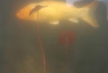 为啥鲤鱼没入选“四大家鱼”?不仅仅是鲤和李谐同音那么简单!