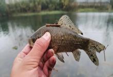 冬钓鲫鱼人找鱼：看天看水，精准解锁鲫鱼的“藏身位置”