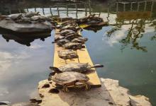 龟的作息密码：追光逐暖的慢生活，竟藏着如此高效的科学定律