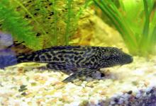 清道夫是清洁鱼种,为什么很多人却讨厌它?