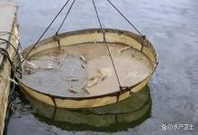 为什么虾塘冬天的时候不容易把水给肥起来？原因有二，对应解决