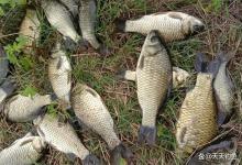 寒冬钓鲫鱼，2种天气放心出门，虽然天冷必有吃口