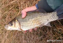 冬天野钓鲫鱼时酒米和粉饵打窝效果对比