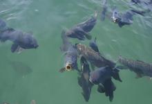 钓鱼技巧十绝：四季实战精髓，助你成为钓鱼达人！