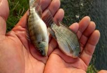 钓鱼圈的八大规矩：文明垂钓，守护自然与和谐的垂钓之道