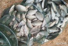 寒冬钓鲫鱼，注意调整钓法，饵料送到鱼嘴边，渔获更稳妥