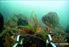 都说鲫鱼经不起“挑逗”，殊不知有些鱼逗着逗着就跑了！