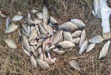 元旦期间才是野钓大板鲫黄金期!记住这几点,天越冷鱼越好钓