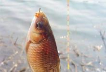 冬季开饵三大忌，一踩就空军，千万别不当回事！