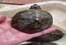 龟圈终极排名：全球龟鳖多样性TOP榜，谁才是真正的“龟国”？