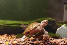 蛋龟饲养真相：适合忙碌上班族的“懒人宠物”，还是被高估的“水中刺头”？