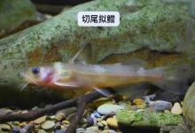 揭秘黄辣丁中的贵族：切尾拟鲿——有钱也难买的“山皇帝”