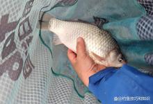 黑坑鲫鱼正钓被两边打闭口的原因