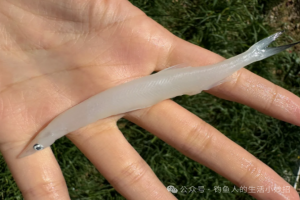 钓鱼佬集合！13种无刺鱼大盘点，钓过的是实力，吃过的是口福，你钓过哪些？速来晒战绩！