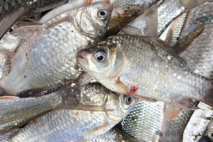 野钓用蚯蚓，这么钓，鱼口清晰上鱼率高