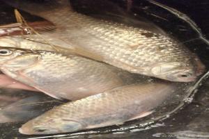 三九大晴天，这2个窗口期，鲫鱼最好钓