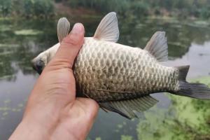 雨水钓大板鲫，认准这3个黄金钓位，下竿就咬钩，想不爆护都难！