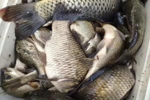 别再花钱买商品饵了！初春野钓用这4样，鱼护装不下！