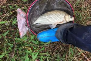 春雨一停，立马去这3个地方！大板鲫扎堆开会，连杆到手软！