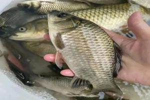 只要3块钱，野钓鲫鲤随便拉！这方法90%的钓友都不知道！