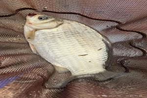 钓大板鲫的六个秘诀，难怪我总是空军，原来是第五步做错了！