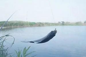 春钓大板鲫，子线的长短会直接关系到鱼吃不吃饵！