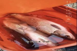 钓草鱼这样钓上鱼不断根本停不下来钓草鱼技巧