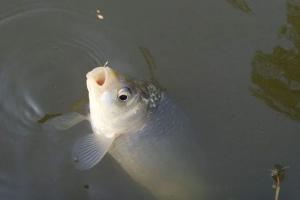 开春后钓鱼，记住这4点，大板鲫连竿上！