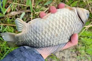 春季野钓三款“接地气”配方，照着用就上鱼