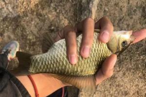 春季变暖，选择合适的钓鲫鱼之法