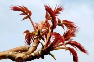 想要钓大草和大鲤鱼，就用这款配方，过了春天都做不了