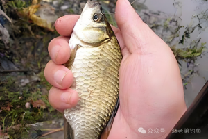 春季钓鱼，选对了事半功倍，否则可能要当空军