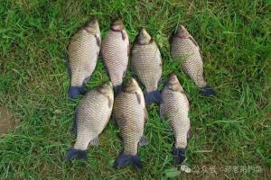 春季野钓鲫鱼，用七星漂加上这种钓法很好钓