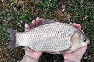 春天野钓鲫鱼，这4种最强方法，钓法跟着节气 走