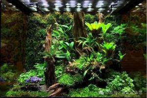 水陆缸如何造景？水陆缸造景材料和详细教程